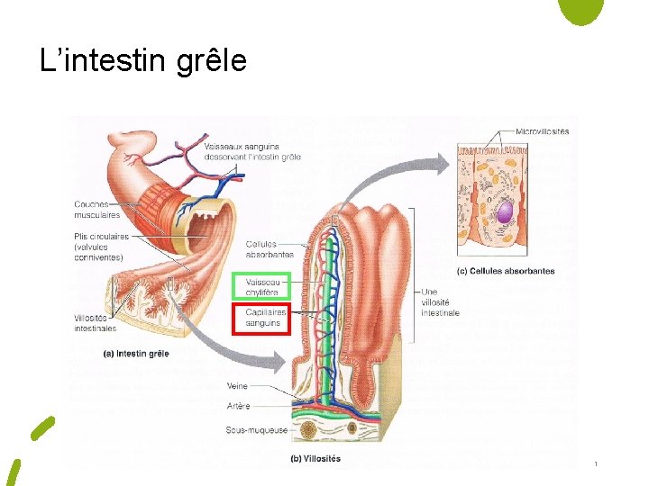 L’intestin grêle 1 