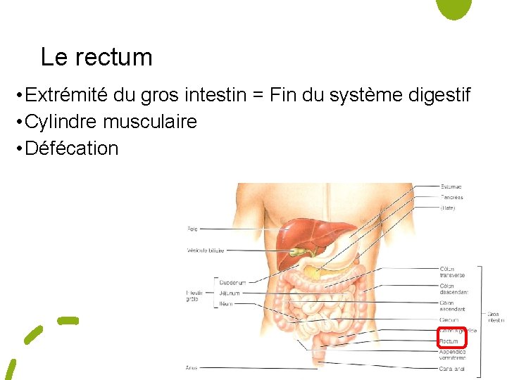 Le rectum • Extrémité du gros intestin = Fin du système digestif • Cylindre