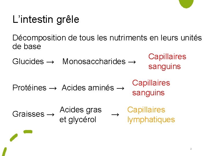 L’intestin grêle Décomposition de tous les nutriments en leurs unités de base Capillaires Glucides