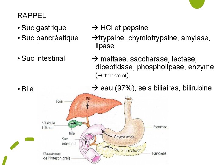 RAPPEL • Suc gastrique • Suc pancréatique HCl et pepsine trypsine, chymiotrypsine, amylase, lipase