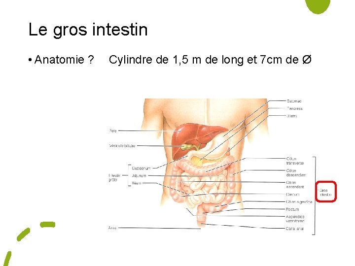 Le gros intestin • Anatomie ? Cylindre de 1, 5 m de long et
