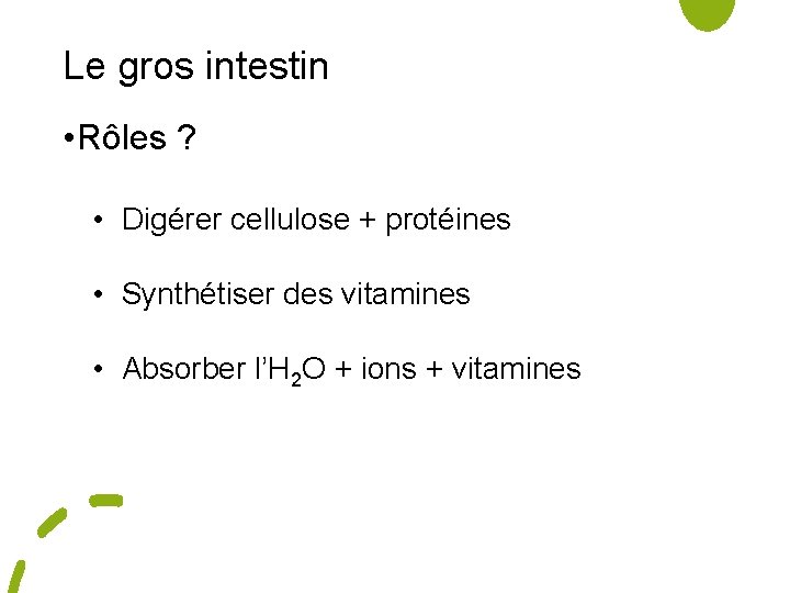 Le gros intestin • Rôles ? • Digérer cellulose + protéines • Synthétiser des