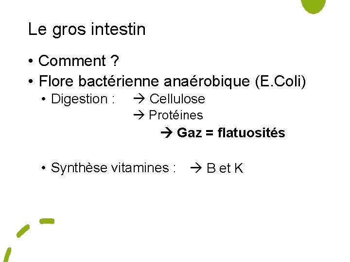 Le gros intestin • Comment ? • Flore bactérienne anaérobique (E. Coli) • Digestion