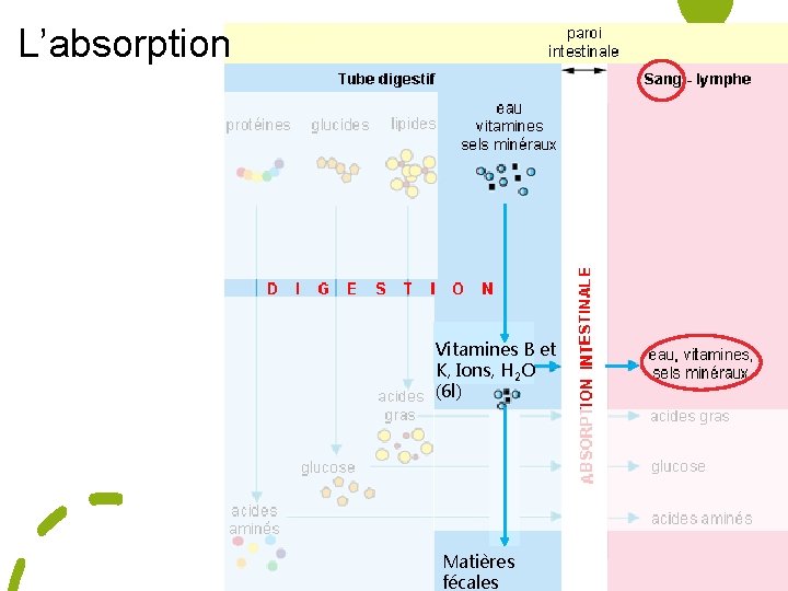 L’absorption Vitamines B et K, Ions, H 2 O (6 l) Matières fécales 