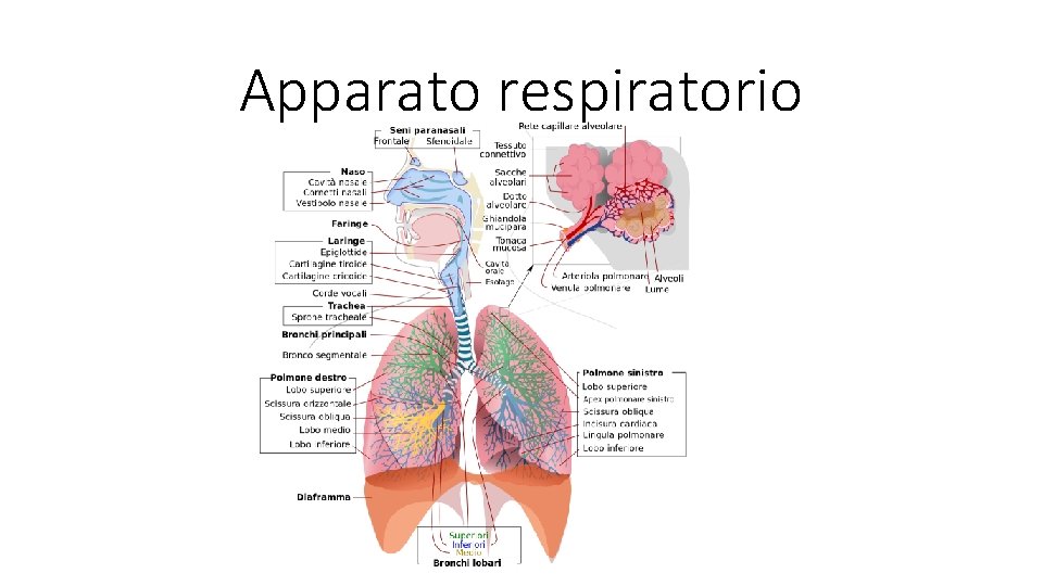 Apparato respiratorio 