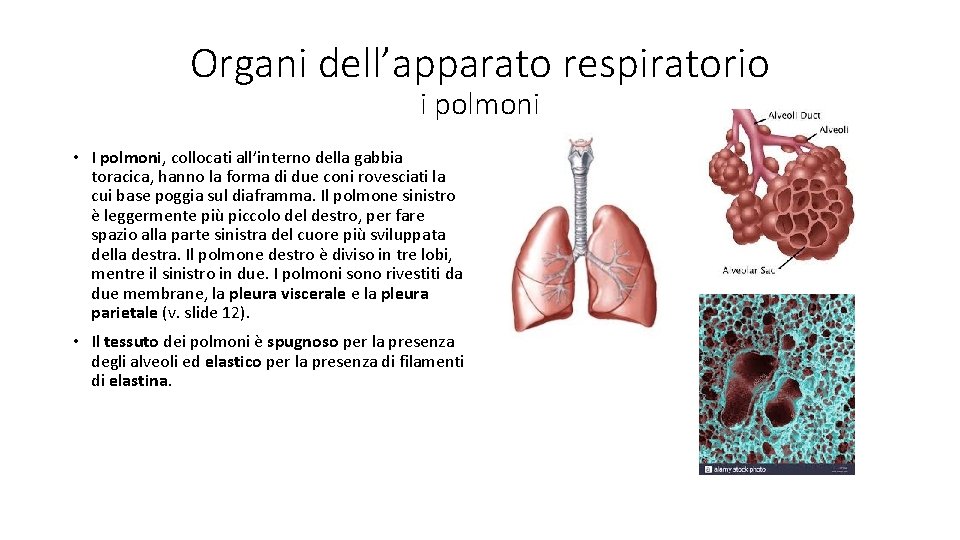 Organi dell’apparato respiratorio i polmoni • I polmoni, collocati all’interno della gabbia toracica, hanno