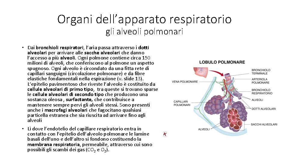 Organi dell’apparato respiratorio gli alveoli polmonari • Dai bronchioli respiratori, l’aria passa attraverso i