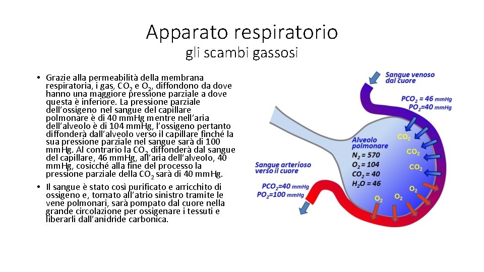 Apparato respiratorio gli scambi gassosi • Grazie alla permeabilità della membrana respiratoria, i gas,