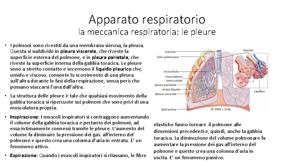 Apparato respiratorio la meccanica respiratoria: le pleure • I polmoni sono rivestiti da una