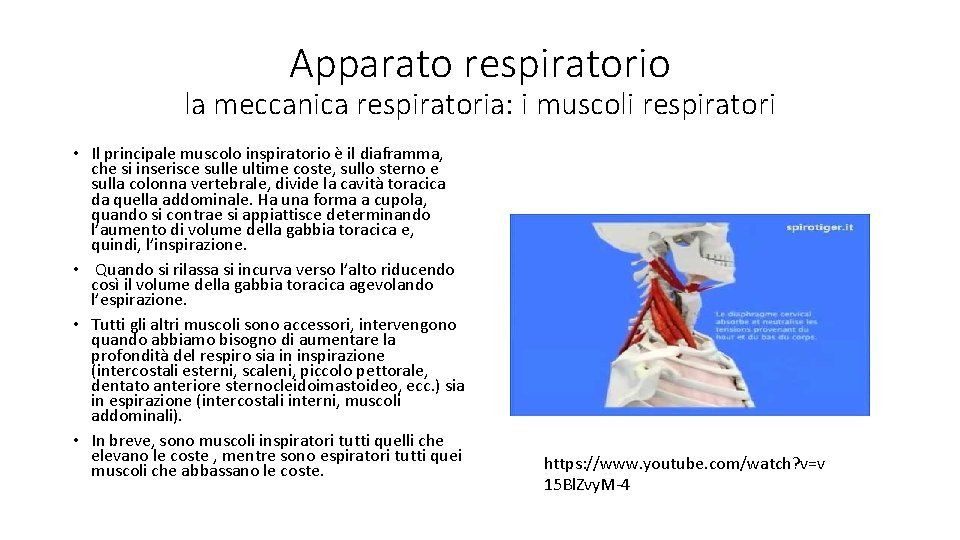 Apparato respiratorio la meccanica respiratoria: i muscoli respiratori • Il principale muscolo inspiratorio è