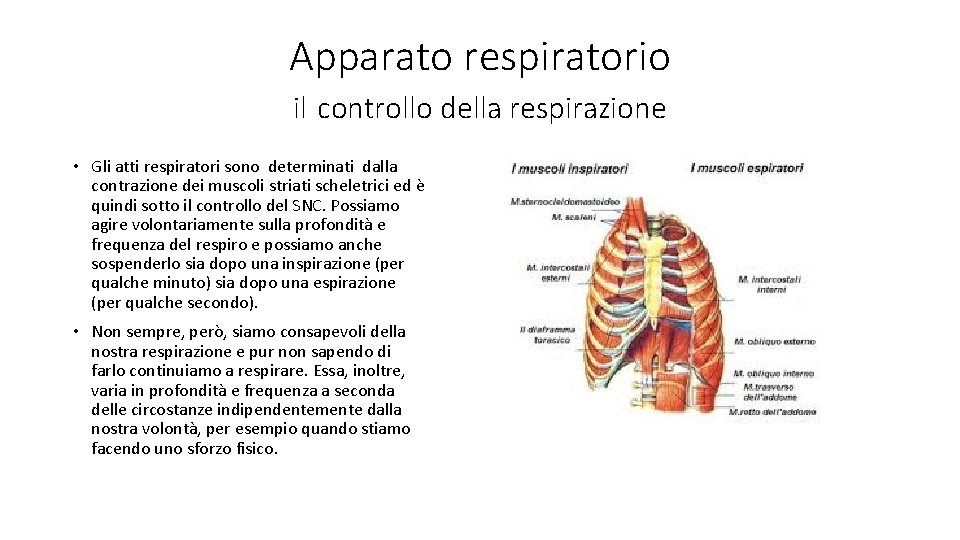 Apparato respiratorio il controllo della respirazione • Gli atti respiratori sono determinati dalla contrazione