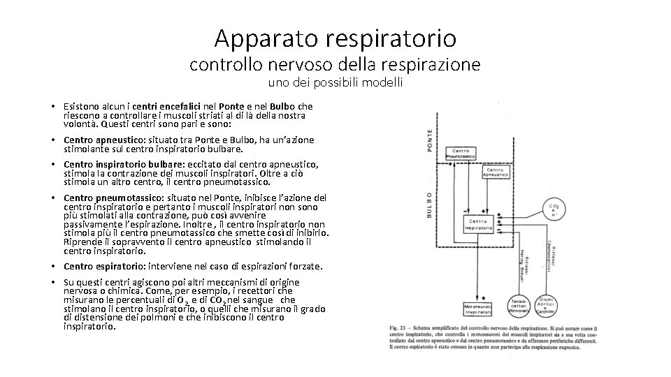 Apparato respiratorio controllo nervoso della respirazione uno dei possibili modelli • Esistono alcun i