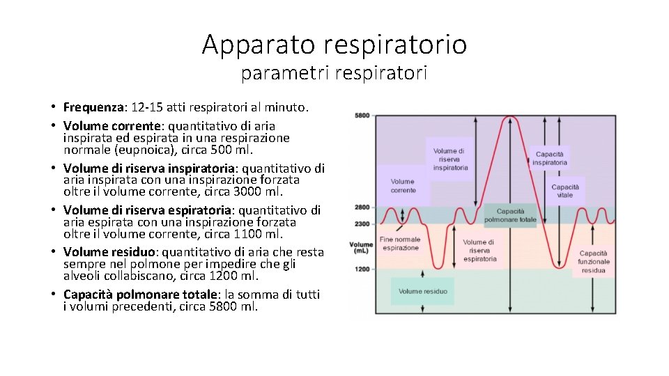Apparato respiratorio parametri respiratori • Frequenza: 12 -15 atti respiratori al minuto. • Volume