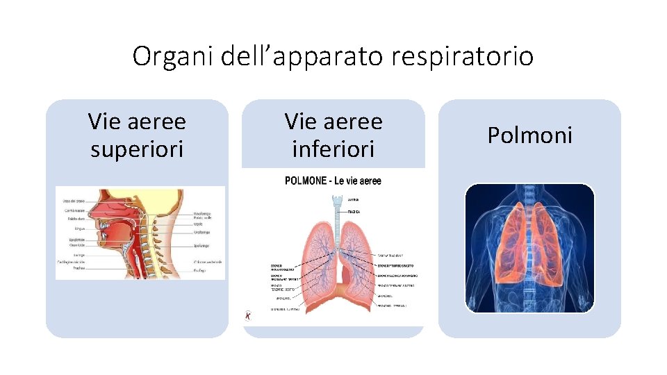 Organi dell’apparato respiratorio Vie aeree superiori Vie aeree inferiori Polmoni 