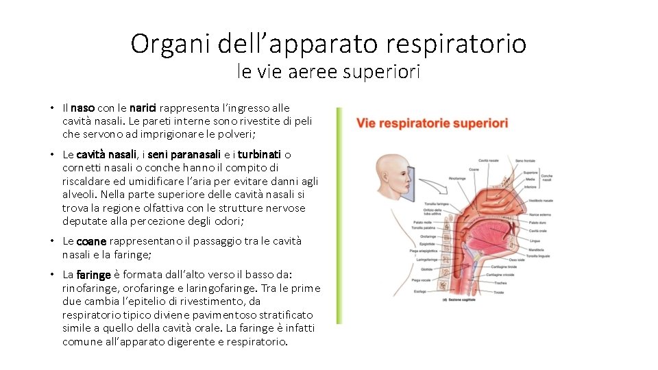 Organi dell’apparato respiratorio le vie aeree superiori • Il naso con le narici rappresenta