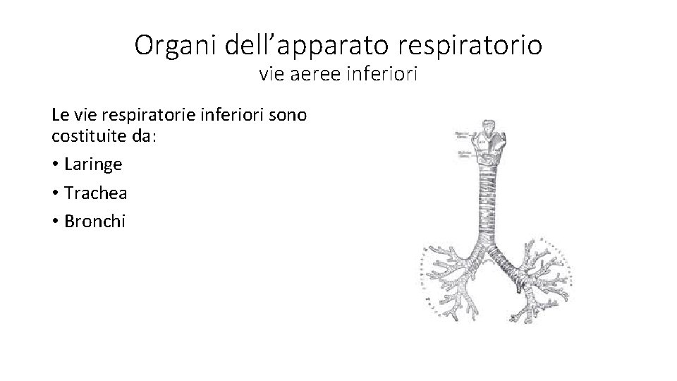 Organi dell’apparato respiratorio vie aeree inferiori Le vie respiratorie inferiori sono costituite da: •