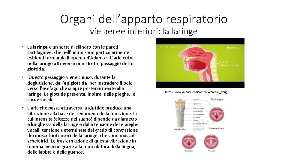 Organi dell’apparto respiratorio vie aeree inferiori: la laringe • La laringe è un sorta