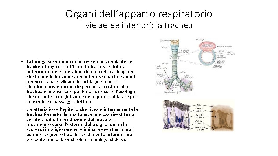 Organi dell’apparto respiratorio vie aeree inferiori: la trachea • La laringe si continua in