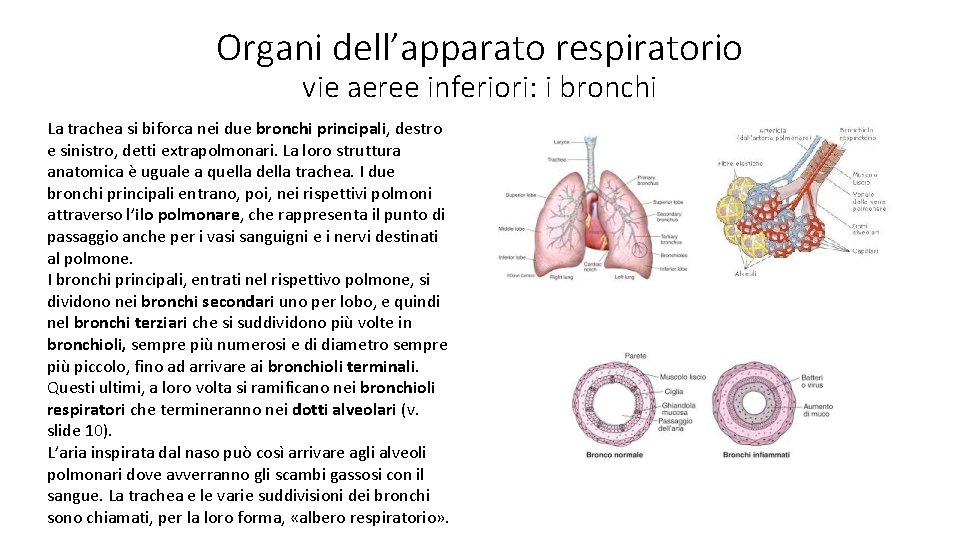 Organi dell’apparato respiratorio vie aeree inferiori: i bronchi La trachea si biforca nei due