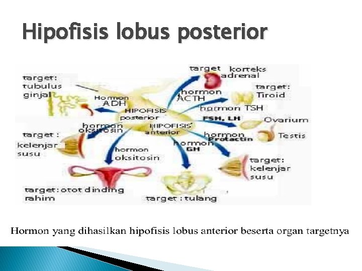 Hipofisis lobus posterior 