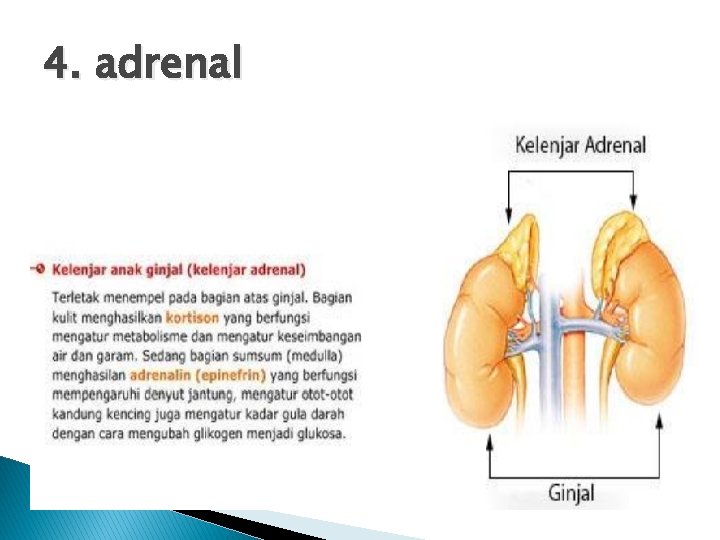 4. adrenal 