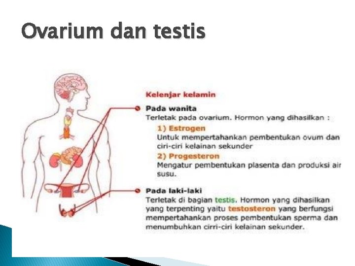 Ovarium dan testis 