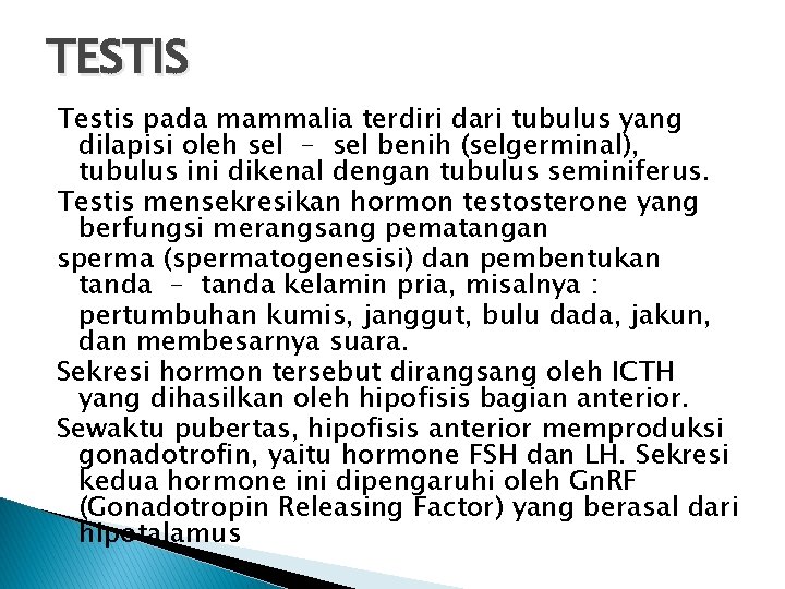 TESTIS Testis pada mammalia terdiri dari tubulus yang dilapisi oleh sel – sel benih