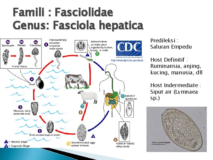 Famili : Fasciolidae Genus: Fasciola hepatica Predileksi : Saluran Empedu Host Definitif : Ruminansia,