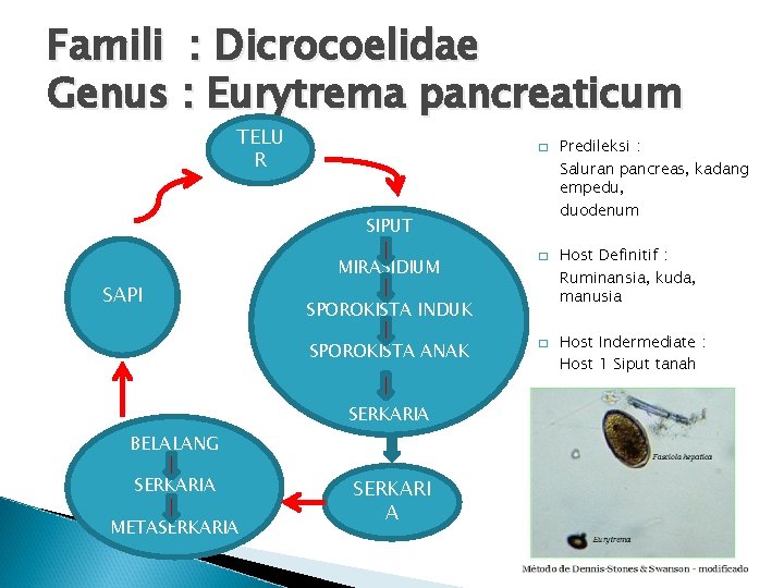 Famili : Dicrocoelidae Genus : Eurytrema pancreaticum TELU R � SIPUT SAPI MIRASIDIUM SPOROKISTA