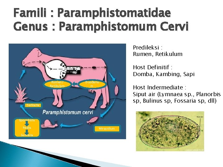 Famili : Paramphistomatidae Genus : Paramphistomum Cervi Predileksi : Rumen, Retikulum Host Definitif :