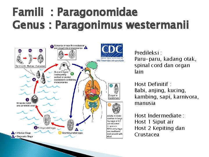 Famili : Paragonomidae Genus : Paragonimus westermanii Predileksi : Paru-paru, kadang otak, spinal cord
