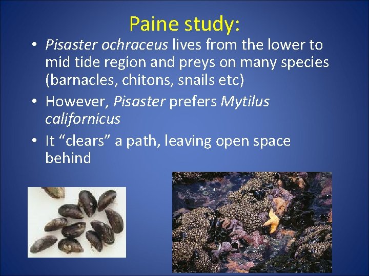 Paine study: • Pisaster ochraceus lives from the lower to mid tide region and