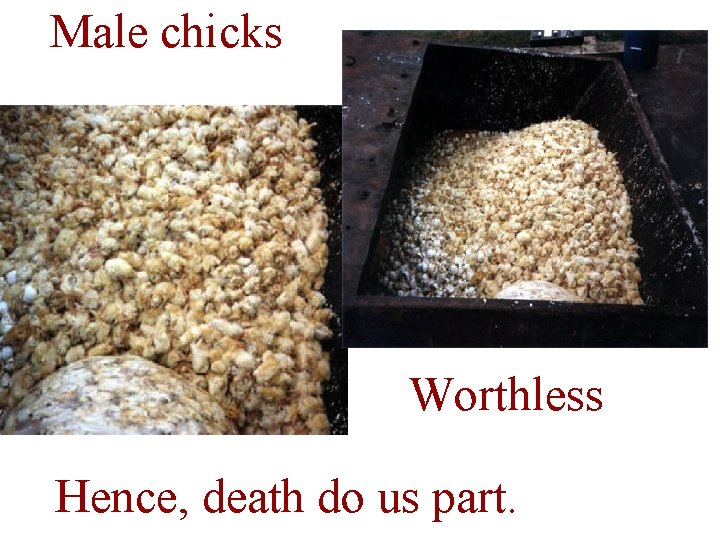 Male chicks Worthless Hence, death do us part. 