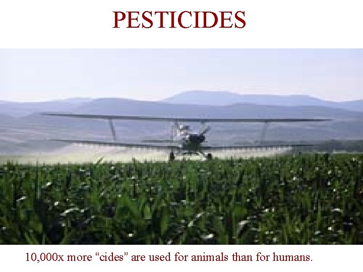 PESTICIDES 10, 000 x more “cides” are used for animals than for humans. 