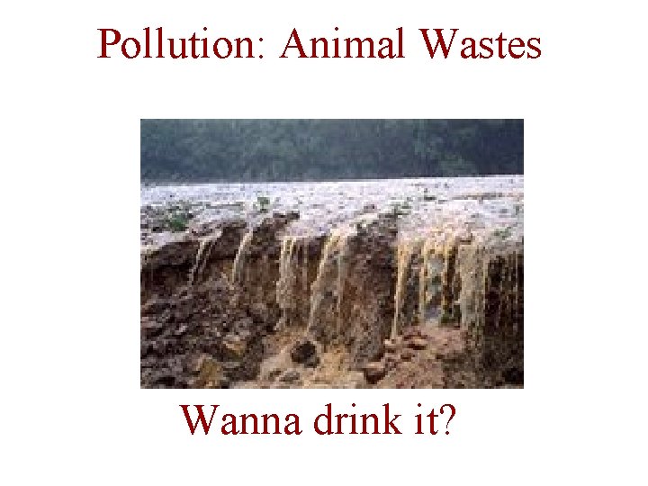 Pollution: Animal Wastes Wanna drink it? 