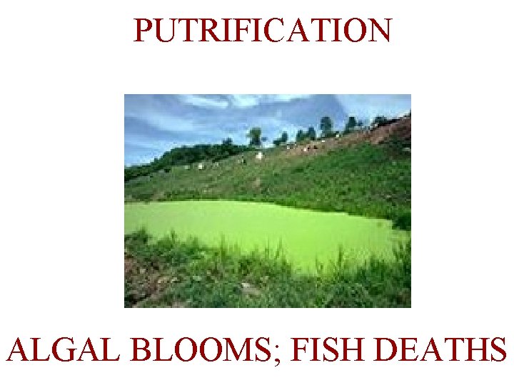 PUTRIFICATION ALGAL BLOOMS; FISH DEATHS 