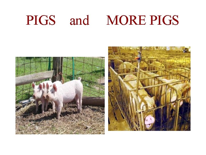PIGS and MORE PIGS 