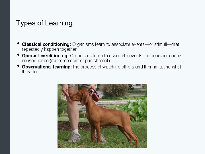 Types of Learning • Classical conditioning: Organisms learn to associate events—or stimuli—that repeatedly happen
