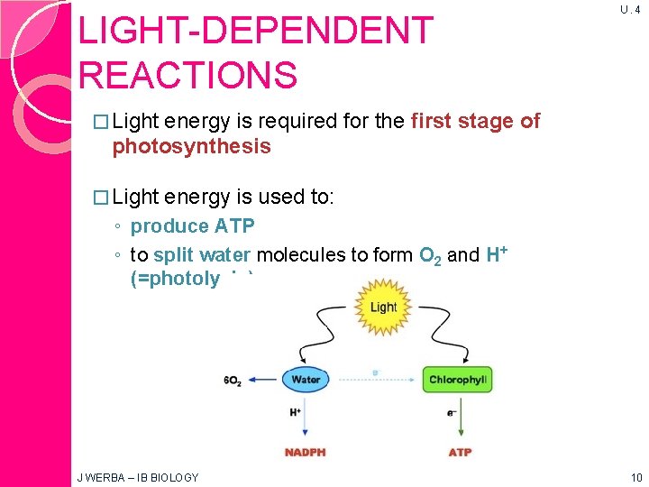 LIGHT-DEPENDENT REACTIONS U. 4 � Light energy is required for the first stage of