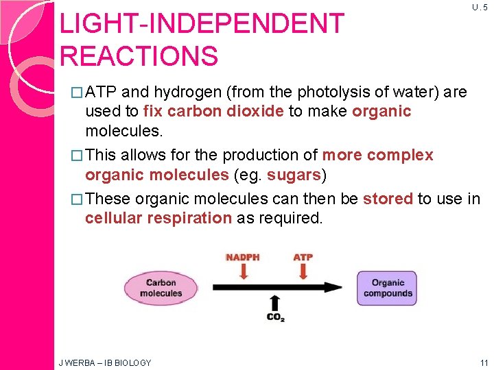 LIGHT-INDEPENDENT REACTIONS U. 5 � ATP and hydrogen (from the photolysis of water) are