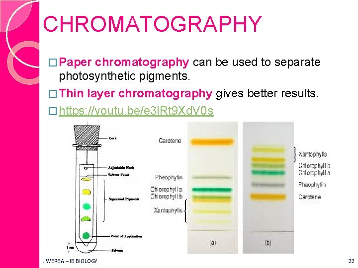 CHROMATOGRAPHY � Paper chromatography can be used to separate photosynthetic pigments. � Thin layer