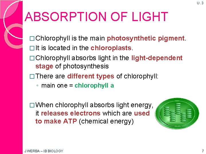 U. 3 ABSORPTION OF LIGHT � Chlorophyll is the main photosynthetic pigment. � It