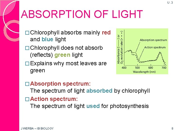 U. 3 ABSORPTION OF LIGHT � Chlorophyll absorbs mainly red and blue light �
