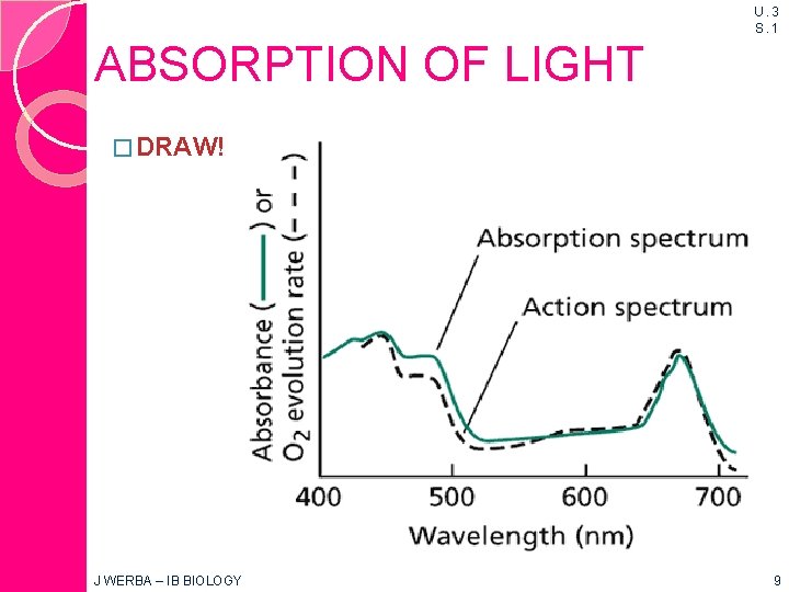 U. 3 S. 1 ABSORPTION OF LIGHT � DRAW! J WERBA – IB BIOLOGY