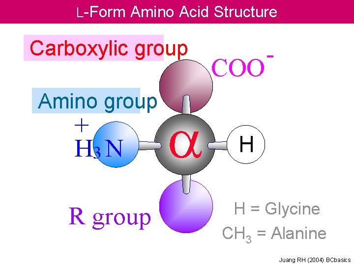 L-Form Amino Acid Structure Carboxylic group Amino group + H 3 N R group