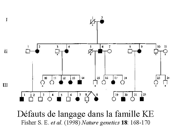 Défauts de langage dans la famille KE Fisher S. E. et al. (1998) Nature