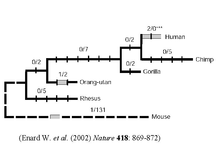 (Enard W. et al. (2002) Nature 418: 869 -872) 