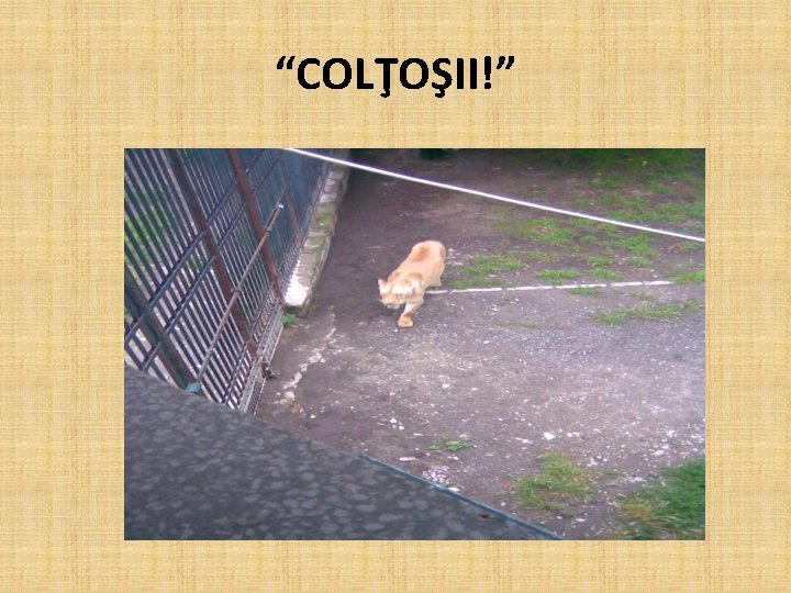 “COLŢOŞII!” 