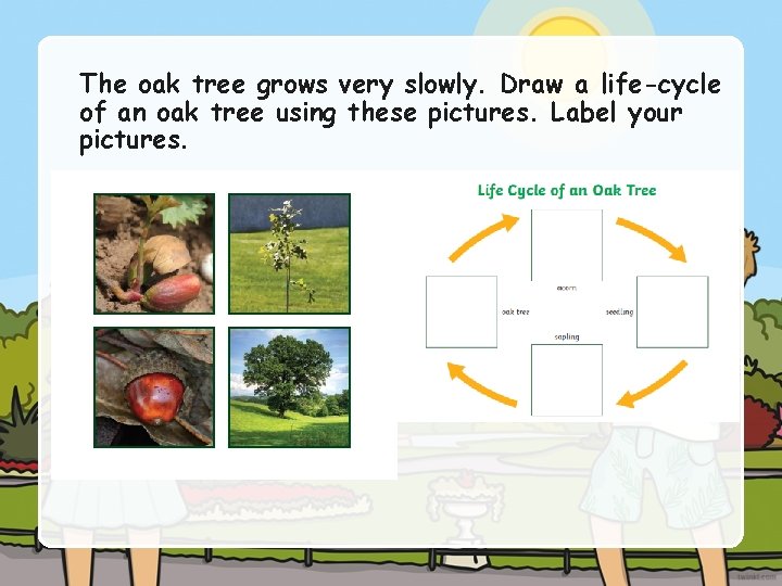 The oak tree grows very slowly. Draw a life-cycle of an oak tree using
