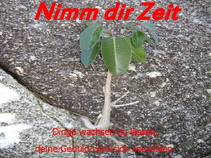 Nimm dir Zeit Dinge wachsen zu lassen, deine Geduld wird sich auszahlen. 